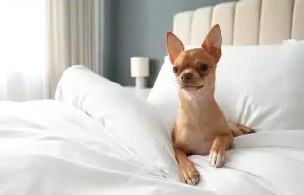 chihuahua dog on the bed
