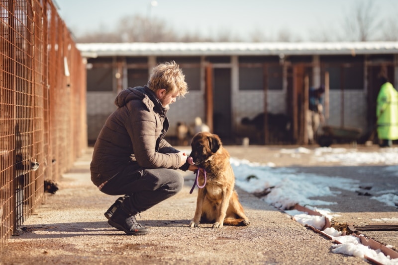 man in animal shelter