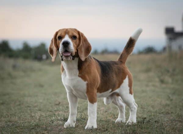 beagle dog standing outdoor