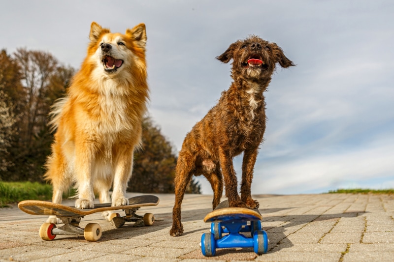 dogs posing with skateboards