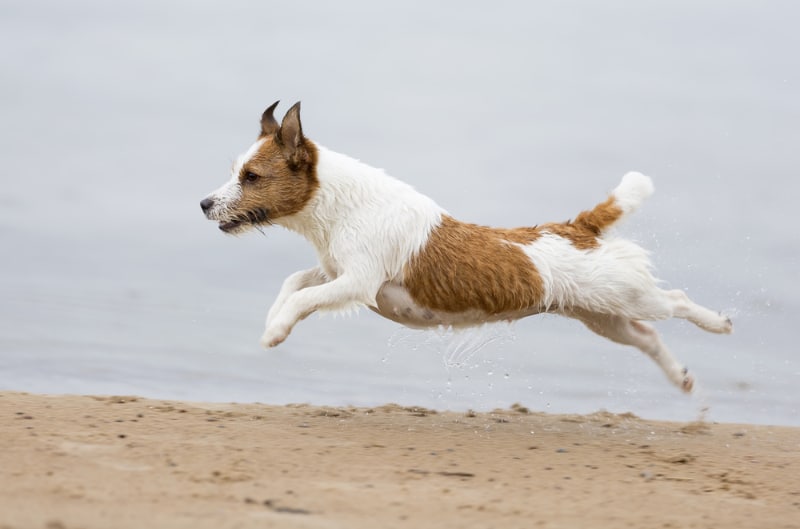 jack russell terrier dog running on the beach