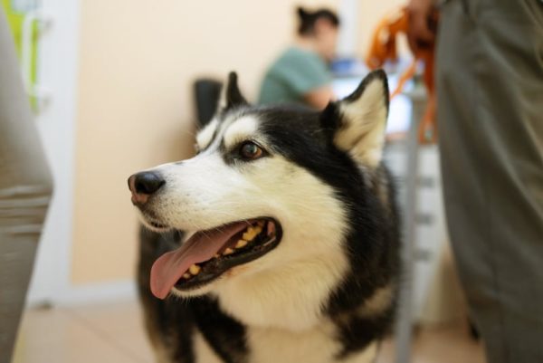 siberian husky dog in vet clinic