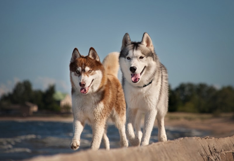 two siberian husky dogs walking side by side outdoors