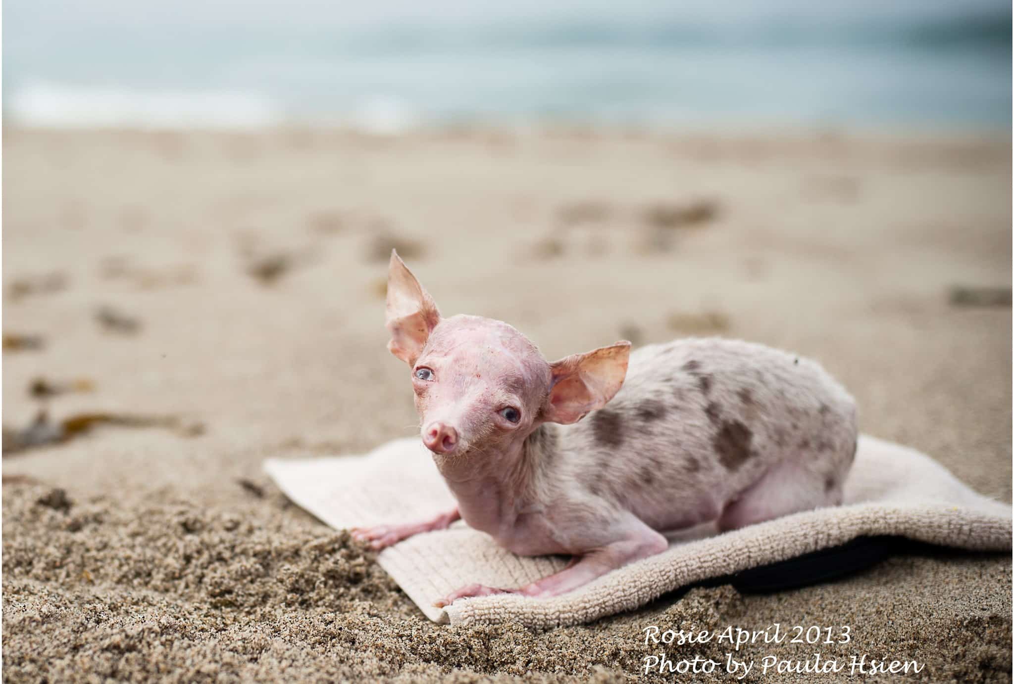 Heartbreaking Case of Backyard Breeding – Dogster Heartbreaking Case of Backyard Breeding – Dogster