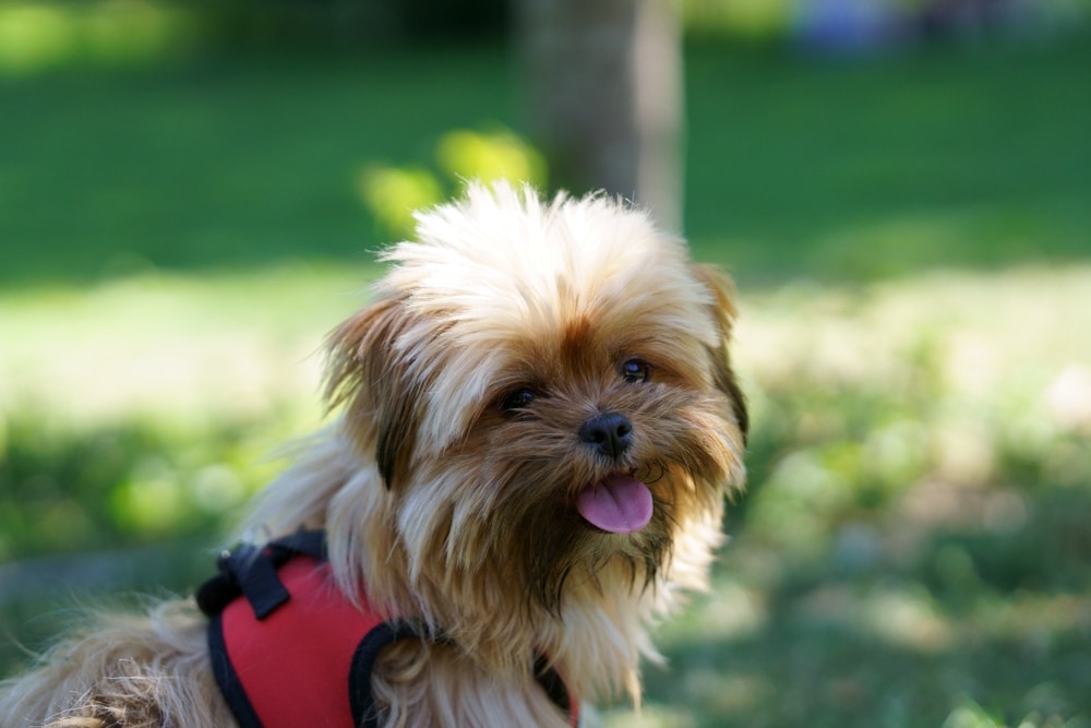 What Are Some Teacup Breeds of Dogs? | PetCareRx
