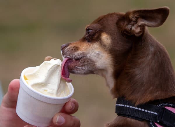 Chihuahua dog enjoying an ice cream