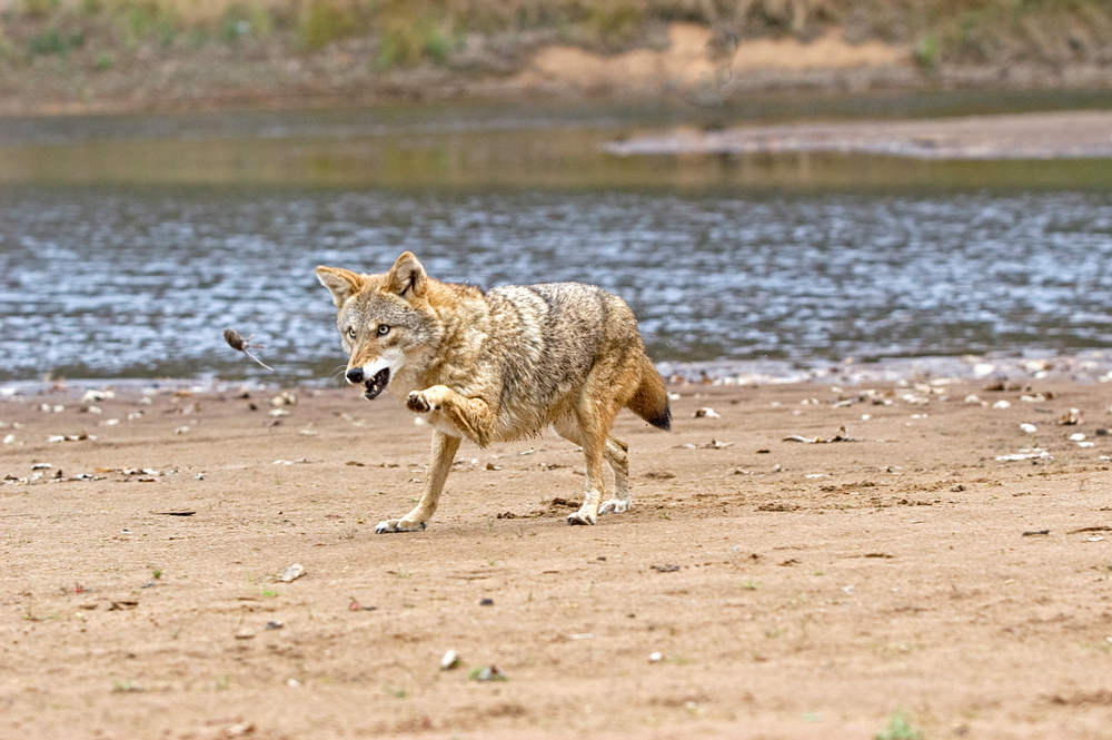 Coyote has caught a mouse and is toying with it