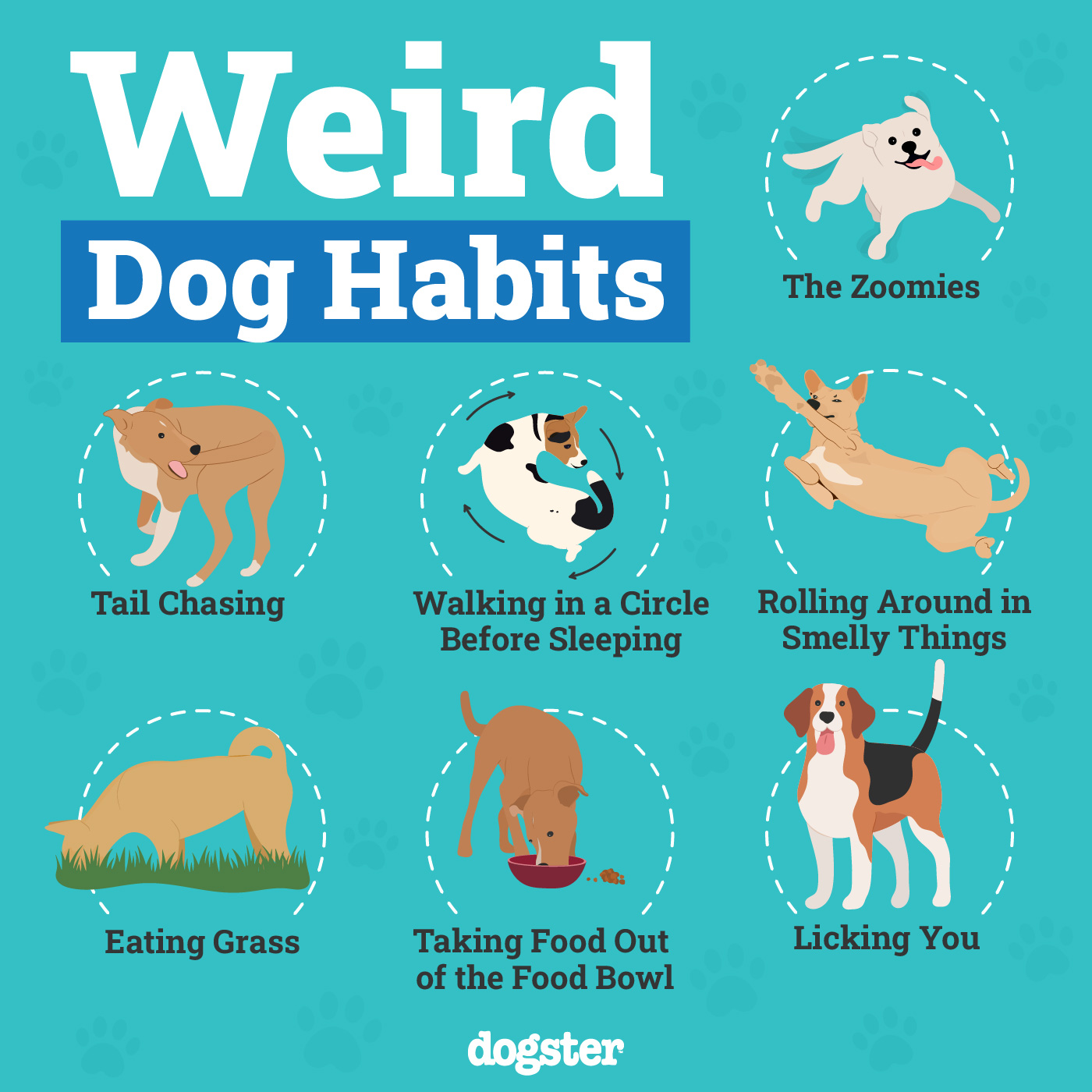 Dogster_Weird Dog Habits_Infographic