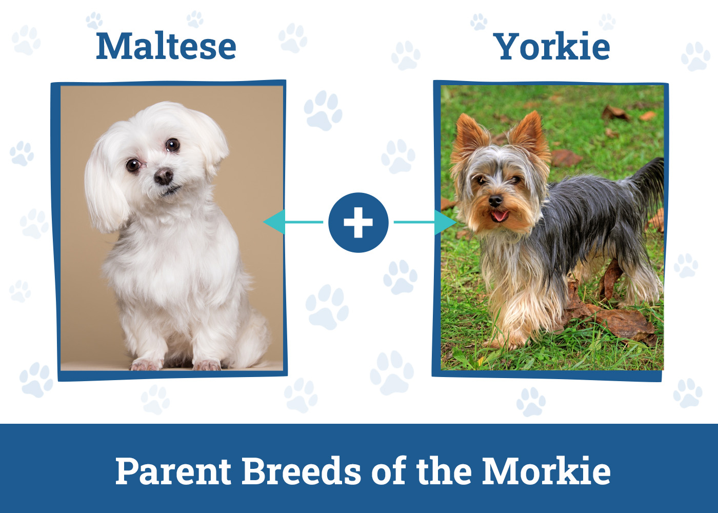 Parent Breeds of the Morkie