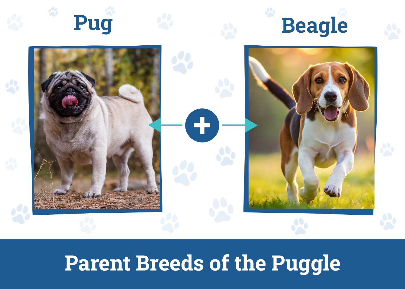 Parent Breeds of the Puggle