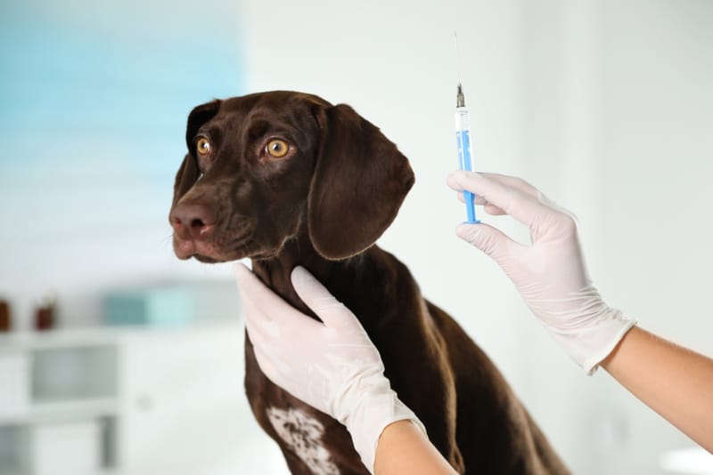 Professional veterinarian vaccinating dog in clinic