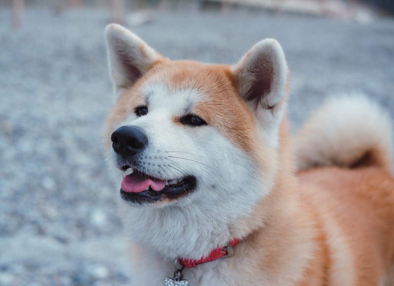 close up of akita dog