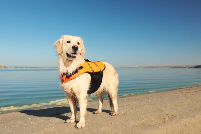 dog wearing life jacket or vest on the beach