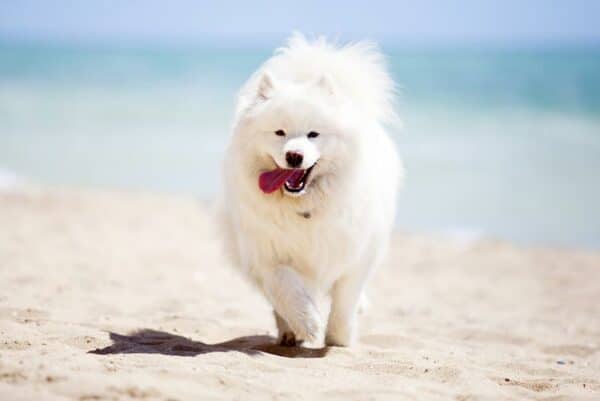 samoyed dog at the beach