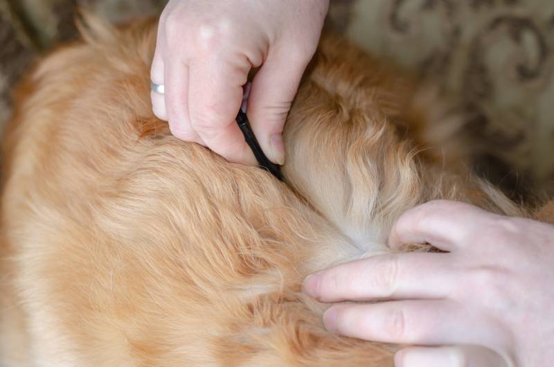 woman hand applies Dog Flea Tick Drops to the skin of a cute red mixed breed dog