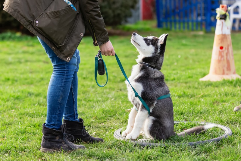 woman training her siberian husky puppy at the park
