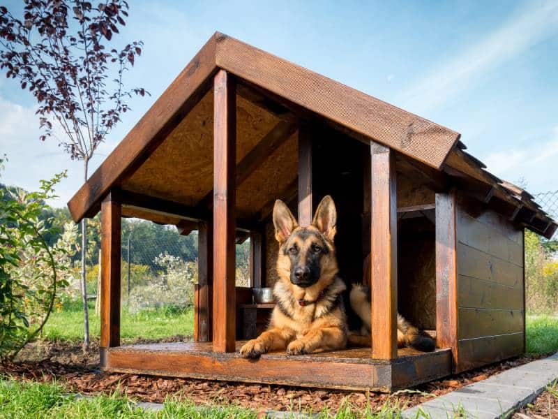 German shepherd dog resting in its wooden kennel