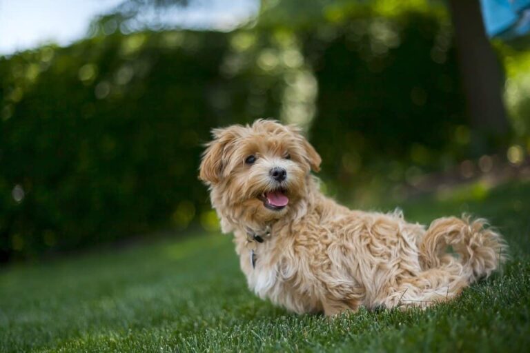 Lhasapoo Mixed Dog Breed Info, Pictures, & Facts – Dogster