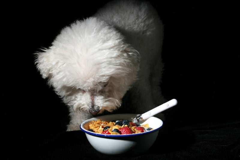 bichon frise dog sniffing a bowl of cereal