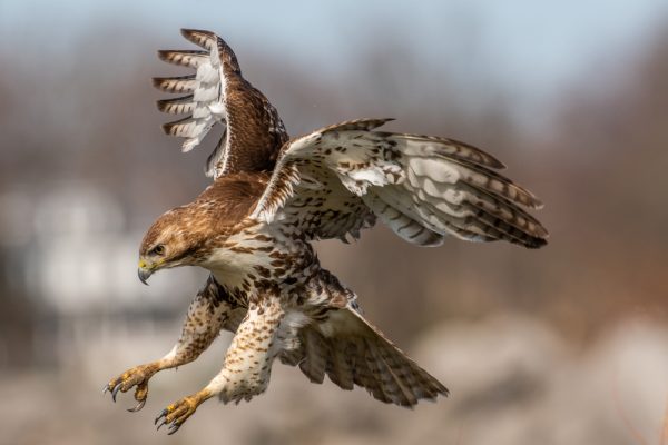 hawk going in for the kill