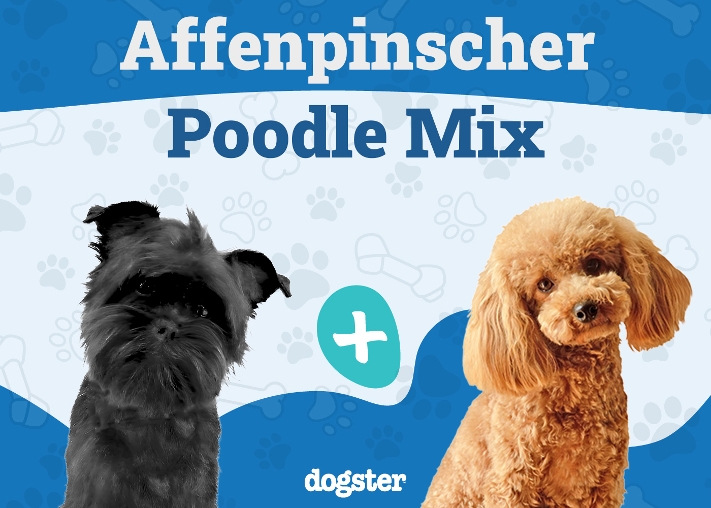 Affenpoo - Affenpinscher Poodle Mix