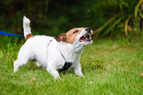 Why Do Dogs’ Hairs Stand Up? Raised Hackles Explained (Vet-Reviewed ...