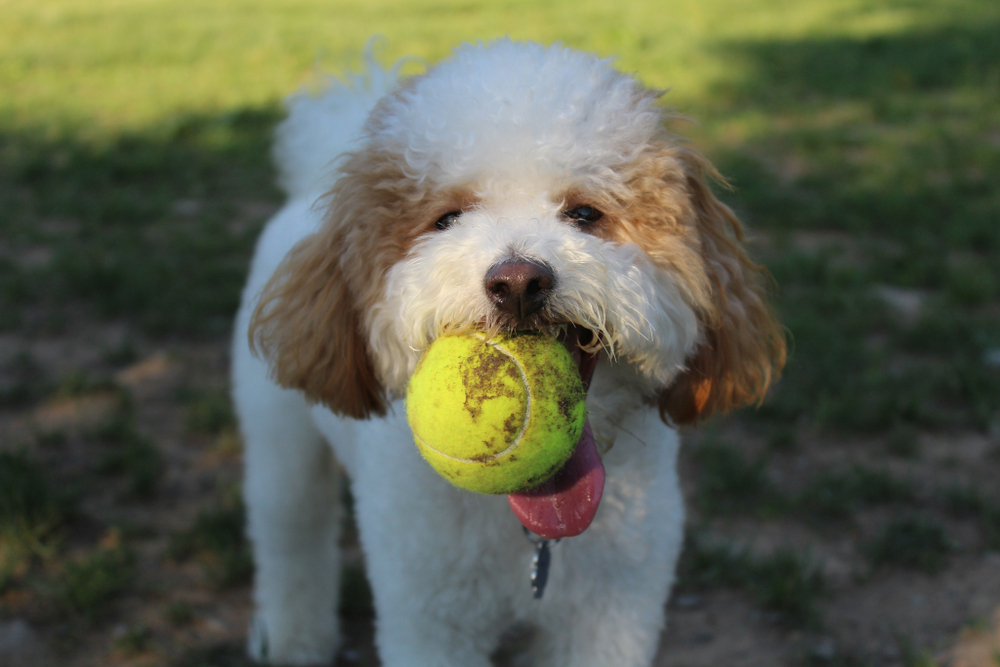 Bichon Poo dog with ball in its mouth