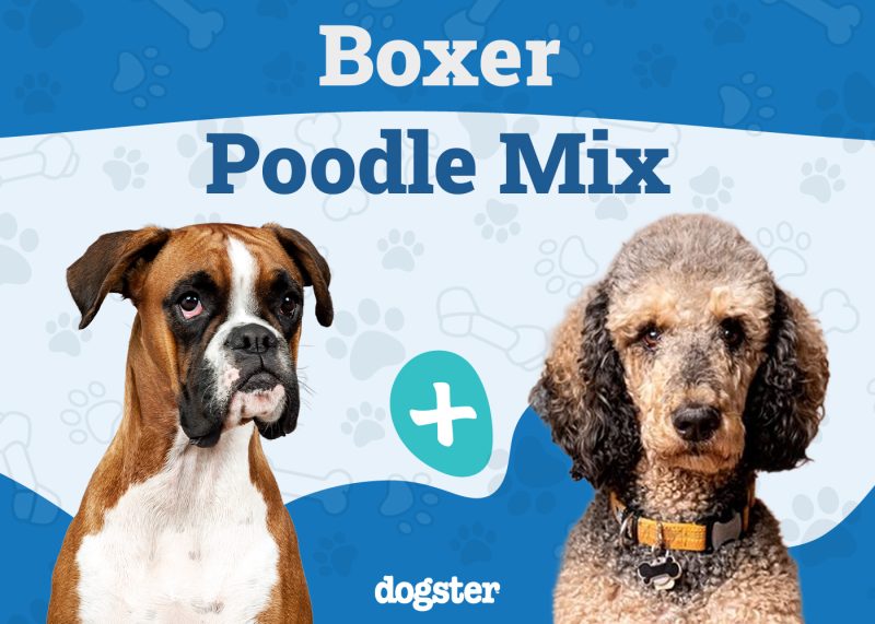 Boxerdoodle - Boxer Poodle Mix