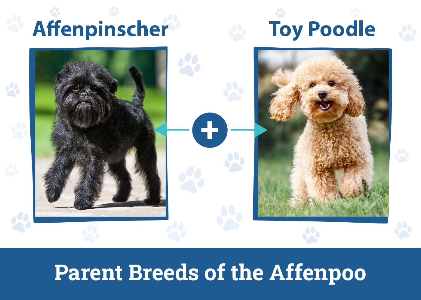 Parent Breeds of the Affenpoo