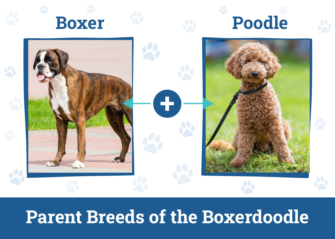 Parent Breeds of the Boxerdoodle