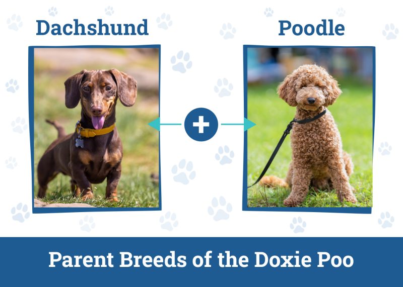 Doxie Poo (Dachshund & Poodle Mix): Info, Pictures, Care & More – Dogster