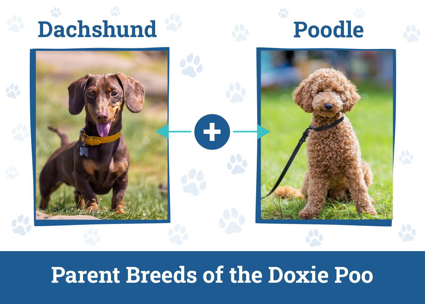 Parent Breeds of the Doxie Poo