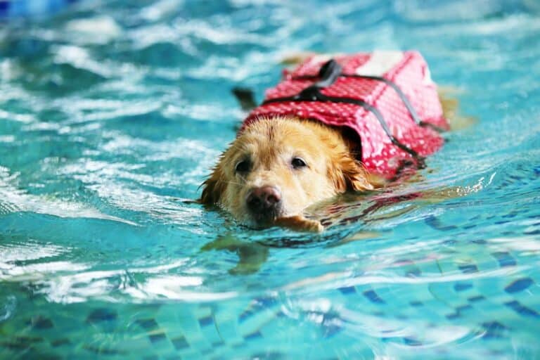 How to Get Your Dog to Like Water 6 VetApproved Tips Dogster