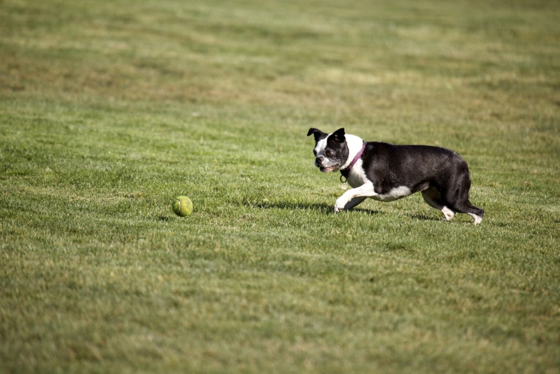 dog fetching ball in the park