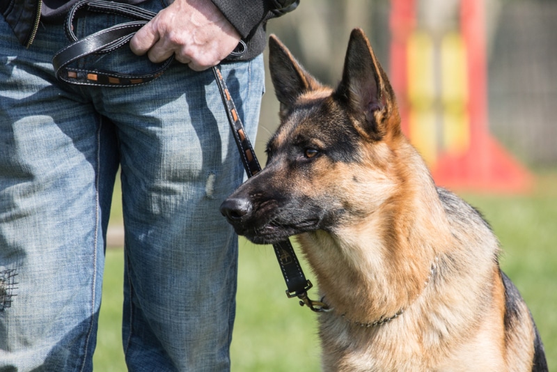 german sheperd dog in training
