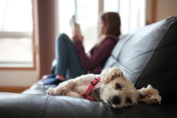 A Snorkie laying on the sofa