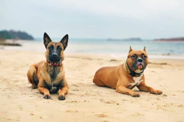 Belgian Shepherd Malinois and American Staffordshire Terrier dog lying on the sand at the beach