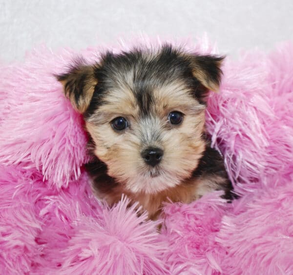 Cute Morkie puppy snuggled in a pink blanket