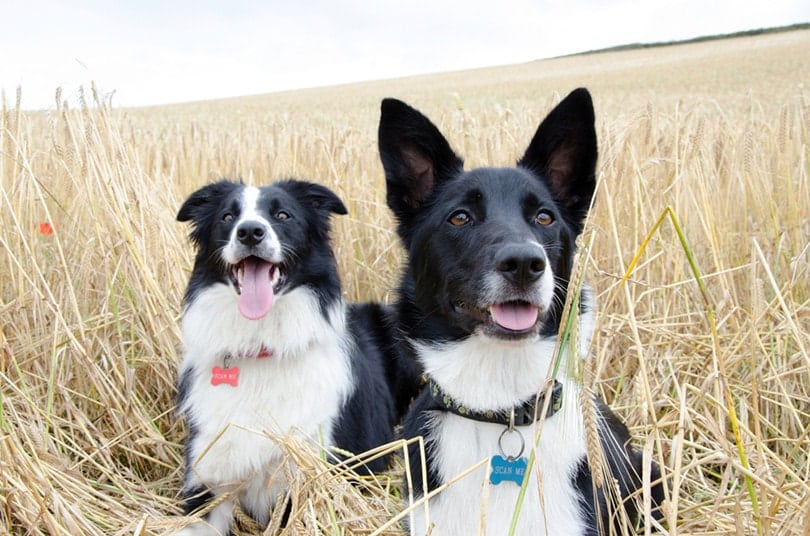 Dogs with nametag