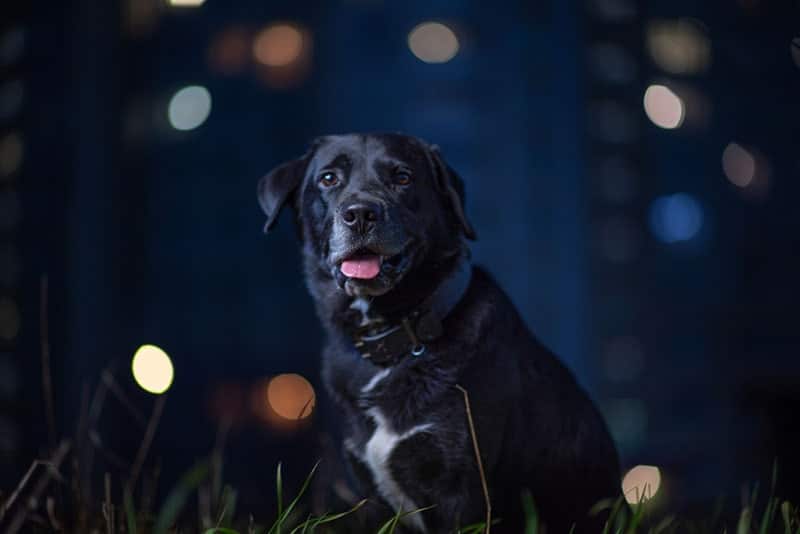a black dog in the park at night