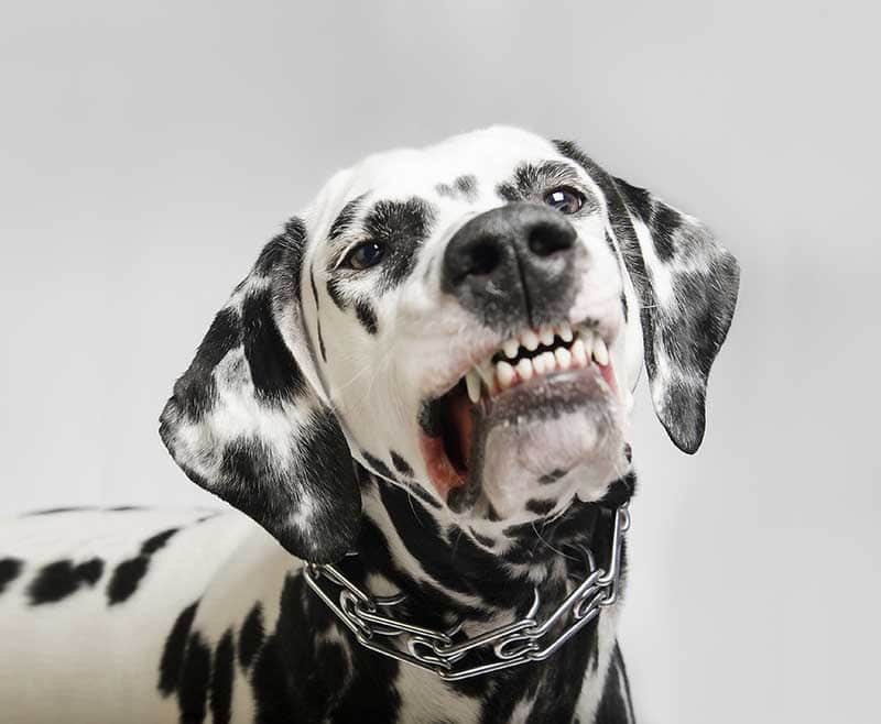dalmatian dog growling