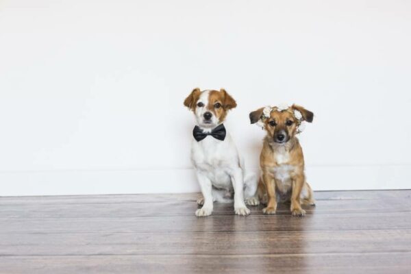two cute beautiful small dogs wearing a bowtie and a roses wreath over white background