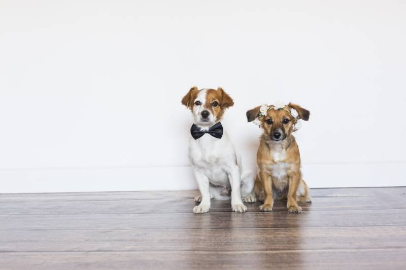 Does Getting a Second Dog Help With Separation Anxiety? Facts