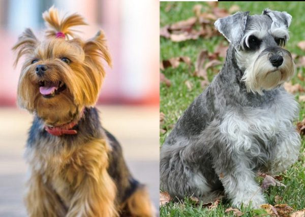 Yorkie & Mini Schnauzer Mix