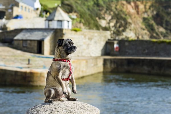 A Jug Dog