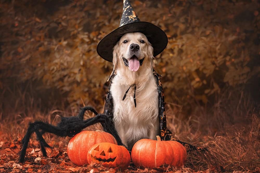 A golden retriever dressed as a witch for Halloween