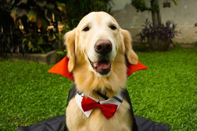 dog in dracula costume