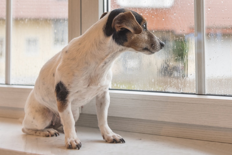 jack russel terrier dog looking through the window