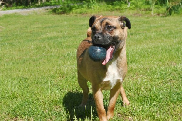 jack russell pug mix (jug) playing with a ball
