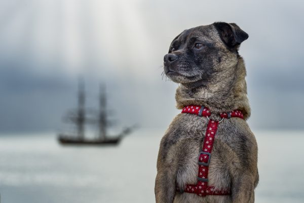 jug dog with harness